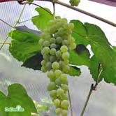 Stam C - - RÖDA HOLLÄNDSKA röda vinbär Zon 1-7. Medeltidig, frisk sort. Stam C VITA VINBÄR-GRUPPEN Vita vinbär växer bra på de flesta jordar. Gallra bort gamla grenar.