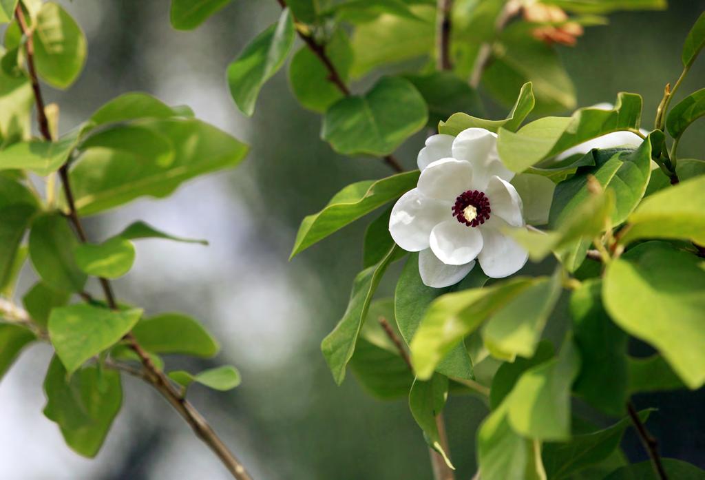 Magnolia sieboldii, buskmagnolia Bra att veta för snabb etablering och hållbara planteringar Som stöd i ditt växtval finns information om alla växter i vår katalog.