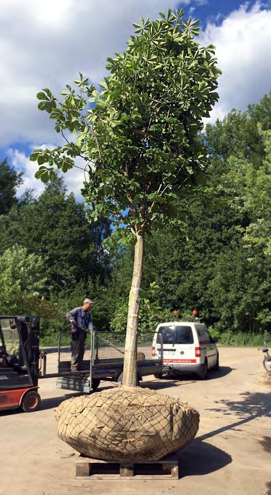 Plantera så här Hur växter av olika slag tas om hand inför plantering och hur de planteras har stor betydelse för slutresultatet. En omsorgsfullt utförd plantering är väl investerad tid!