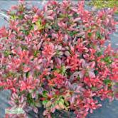 TRÄD OCH BUSKAR BERBERIS - - (Rödbl.)'Atropurpurea Nana' röd häckberberis Zon 1-5.