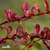 BERBERIS - BUDDLEJA TRÄD OCH BUSKAR - - 'Rose Glow' häckberberis Zon 1-5. Höjd 1-1,5 m, bredd 1-1,5 m.