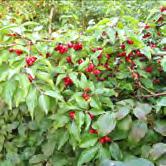 Höjd 2-3 m, bredd 2-2,5 m. Blomning redan i tidig ålder och särskilt stora, gräddvita högblad. Röda frukter.