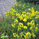 CYTISUS - DAPHNE TRÄD OCH BUSKAR CYTISUS Upprätta eller krypande buskar med gröna grenar. Små blad utan höstfärg.