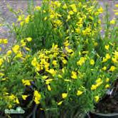 Busk C - purgans gullginst Zon 1-5. Höjd 0,5 m, bredd 1 m. Rundad buske med gul blomning i maj.
