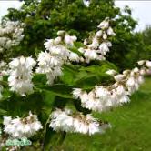 DEUTZIA - DIERVILLA TRÄD OCH BUSKAR - scabra 'Flore Pleno' fylld deutzia Zon 1-4. Höjd 2-3 m, bredd 2-2,5 m. c/c 1,5 m.