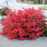 EUONYMUS TRÄD OCH BUSKAR EUONYMUS Lövfällande arter av benved är allra skönast på hösten.