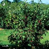 Höjd 3-4 m, bredd 2-4 m. c/c 1,5 m. Överhängande växtsätt. Gulröd höstfärg. Riklig, regelbunden fruktsättning. Frukterna är lysande karminröda. Anspråkslös. Sol-lätt skugga.