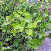 Städsegrön buske med härligt lysande, gulbrokigt bladverk. Utmärkt marktäckare som även klättrar i viss mån.