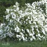 EXOCHORDA - FAGUS TRÄD OCH BUSKAR EXOCHORDA - 'The Bride' liten pärlbuske Zon 1-3. Höjd 1-1,5 m, bredd 1-2 m. c/c 1-1,5 m. Buske med överhängande grenar.