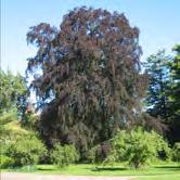 TRÄD OCH BUSKAR FAGUS - - 'Pendula' hängbok Zon 1-4. Hängform av vanlig bok. Den har varit i odling i ca 150 år och det finns många välutvecklade exemplar i svenska parker och trädgårdar.