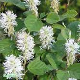 FOTHERGILLA - FRAXINUS TRÄD OCH BUSKAR - major stor häxal Zon 1-3. Höjd 1-1,5 m, bredd 1-2 m. Upprättväxande, tät buske med vita, doftande blommor i vippor. Orangeröd höstfärg.