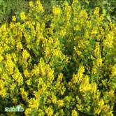 Mörkt gula blommor hela sommaren, juni-augusti, och kan även blomma under hösten. Årlig kraftig tillbakaskärning rekommenderas. Lätta jordar. Sol-halvskugga. Stenpartier, ljungträdgårdar, häckar.