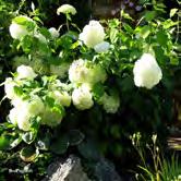 HYDRANGEA TRÄD OCH BUSKAR - arborescens 'Annabelle' vidjehortensia Zon 1-5. Höjd 0,8-1,2 m, bredd 1-1,5 m. c/c 1 m. Något vek buske som blir stadigare med tiden.