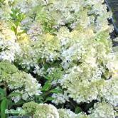 TRÄD OCH BUSKAR HYDRANGEA - - 'Grandiflora' syrenhortensia Zon 1-5. Höjd 2-3 m, bredd 2-3 m. c/c 1,5 m. Buske som blommar i juli-september. Blomställningarna är konformade, 15-30 cm långa och täta.