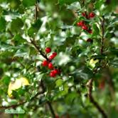 TRÄD OCH BUSKAR ILEX - JUGLANS ILEX Städsegröna buskar eller små träd med vackert och kraftigt, städsegrönt bladverk. Röda, dekorativa bär som sitter kvar långt in på vintern.