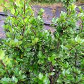 - crenata 'Convexa' japansk järnek Zon 1-3. Höjd 0,5-1,5 m, bredd 1-1,5 m. Städsegrön buske med luftigt och utbrett växtsätt. De blanka, kupade bladen påminner om buxbomblad men är ljusare i färgen.