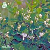 Busk C5 - - 'Lycksele' E skärmtry Zon 1-6. Höjd 1,5-2,5 m, bredd 2,5 m. c/c 1 m. Tät buske med mörkt grönt bladverk. Gula blommor och glänsande, svarta frukter med purpurröda högblad.