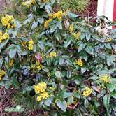 Unga blad har bronsfärgad ton, äldre är blågröna. 30-40 C 40-50 C MALUS Träd och buskar med underbar försommarblomning följd av vacker fruktsättning.