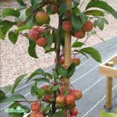 MALUS TRÄD OCH BUSKAR - 'Crittenden' prydnadsapel Zon 1-4. Höjd 4-5 m, bredd 4-5 m. Litet träd. Bladen är gröna och blommorna ljust rosa. Frukterna är körsbärsstora och lysande röda.