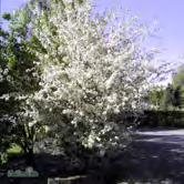 Busk C Sh 90-110 C Hst 8-10 K Hst 4x 18-20 K Hst 4x 20-25 K - sylvestris vildapel Zon 1-5. Höjd 6-9 m, bredd 5-7 m. Stor buske eller litet träd. Vita-svagt rosa blommor. Ljusa frukter med rodnad.
