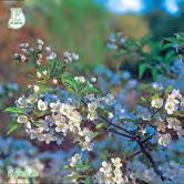 MALUS - PARROTIA TRÄD OCH BUSKAR - - var. sargentii FK ESKILSTUNA E bukettapel Zon 1-5. Höjd 1,5-1,8 m, bredd 1,2-1,8 m.