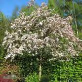 Friskt träd med glänsande grönt bladverk. Rosaröda knoppar och vita blommor. Orangeröda frukter, ca 1 cm i diameter, på långa skaft som sitter kvar länge.