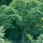 PHELLODENDRON - amurense sibiriskt korkträd Zon 1-4. Höjd 9-12 m, bredd 9-12 m. Vackert, kraftigt och tåligt träd med exotiskt utseende.