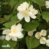 PHILADELPHUS TRÄD OCH BUSKAR - - 'Ängen' doftschersmin Zon 1-5. Höjd 2-3 m, bredd 2-3 m. Upprättväxande buske med vita, enkla, starkt väldoftande blommor i juni-juli.
