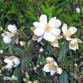 - (Lemoinei) 'Avalanche' småblommig schersmin Zon 1-3. Höjd 1-1,5 m, bredd 1,5 m. Rikligt med vita, enkla, doftande blommor i junijuli. Överhängande växtsätt.