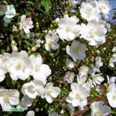 Knopparna är mjukt rundade, blommorna är 5 cm vida, vita och med breda kronblad. Vissa blommor är dubbla, övriga enkla. Friskt bladverk.