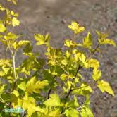 Höjd 1,2-1,5 m, bredd 1,5 m. En smällspirea med lysande gult bladverk. Tonen går från varmt gul på våren till lime på sommaren, och sedan varmare igen på hösten. Vita blommor i juni.