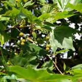 TRÄD OCH BUSKAR PLATANUS - POPULUS PLATANUS - hispanica platan Zon 1-2. Höjd 20-25 m, bredd 15-25 m. Träd med bred pyramidal krona. Blad tre-femflikiga, livligt gröna. Barken flagnar av fläckvis.