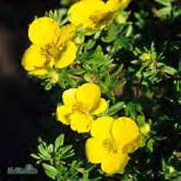 Häck 30-50 Busk C2 - - 'Goldstar' tok Zon 1-4. Höjd 0,3-1 m, bredd ca 0,8 m. Citrongula blommor. Blommar juni-sep (okt).