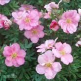 TRÄD OCH BUSKAR POTENTILLA - - 'Pink Beauty'* tok Zon 1-3. Kompakt buske, rosa blommor, glänsande grönt bladverk.