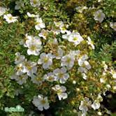 Grönt bladverk och djupt rosa, halvdubbla blommor i juni-september. Blomfärgen blir vackrast i halvskuggigt läge.