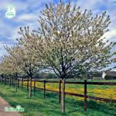 PRUNUS TRÄD OCH BUSKAR PRUNUS Lövfällande arter och sorter av Prunus hör till den tidiga vårens vackraste träd när de blommar, ofta överdådigt, i vitt eller rosa.