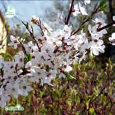 TRÄD OCH BUSKAR PRUNUS - cerasifera FK CECILIA E körsbärsplommon Zon 1-3. Höjd 7-9 m, bredd 4-6 m. Stor buske eller litet träd. Vita blommor i april-maj. Röda/gula frukter i september. Vindtålig.