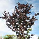 Höjd 6-7 m, bredd 6-7 m. Mindre träd. Bladen är mörkt röda hela vegetationsperioden. Blommorna är små men framkommer i stora mängder på bar kvist. Ingen eller svag fruktsättning.