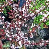 Höjd 1-2 m, bredd 1,5-2 m. Liten, svagväxande buske med vita blommor i maj. Purpurröd frukt i aug-sep. Mörkt brunröda blad. Trivs i soligt läge. Jorden bör vara väldränerad, kalkhaltig och lätt.