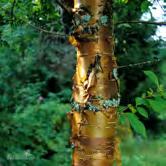 TRÄD OCH BUSKAR PRUNUS - maackii näverhägg Zon 1-6. Höjd 10-15 m, bredd 7-8 m. Näverhäggen är en pionjärart och växer snabbt. Trädet får som äldre en brett oval krona.