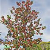 Blodhäggen utvecklas till en större buske eller ett mindre träd. Den har en ganska oregelbunden krona och ett något överhängande växtsätt.