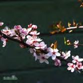 PRUNUS TRÄD OCH BUSKAR - - 'Kiku-shidare-zakura' japanskt prydnadskörsbär Zon 1-2. Ett litet träd med hängande grenar. Vanligtvis 1-2 meter högt, delvis beroende på vilken höjd det är ympat.