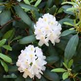 RHODODENDRON TRÄD OCH BUSKAR RHODODENDRON Storblommiga hybrider Vanligen omfångsrika buskar med överdådig blomning i maj-juni.