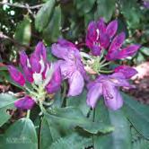 TRÄD OCH BUSKAR RHODODENDRON - - 'Lee's Dark Purple' parkrododendron Zon 1-4.