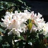 30-40 C 40-50 C 50-60 C 60-70 C 70-80 C - (Caucas.) 'Cunningham's White' parkrododendron Zon 1-4.