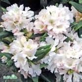 20-25 C 25-30 C 30-40 C - - 'Ramapo' lapponicum-alpros Zon 1-4. Höjd 0,5-0,8 m, bredd 0,6-1 m. Ljust blålila blommor.