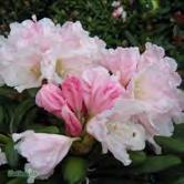 RHODODENDRON TRÄD OCH BUSKAR - - 'Koichiro Wada' yakushimanumrododendron Zon 1-5. Höjd 0,8 m, bredd 1 m. Vita blommor med ljusrosa knopp.