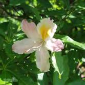 Ljust rosa blommor med gul fläck. Doftande. Blommar i maj-juni. Bladen får en vacker röd höstfärg.