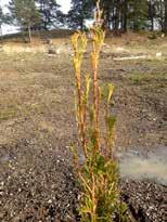 . - Det är väldigt ovanligt att rådjur går på hela häckar och hela bestånd, utan de brukar utse sin favorit thuja, brukar inte vara mer en ett mindre antal vart fall.