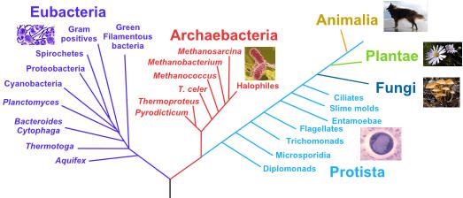 Organisms can be grouped into Six Kingdoms: Archaebacteria